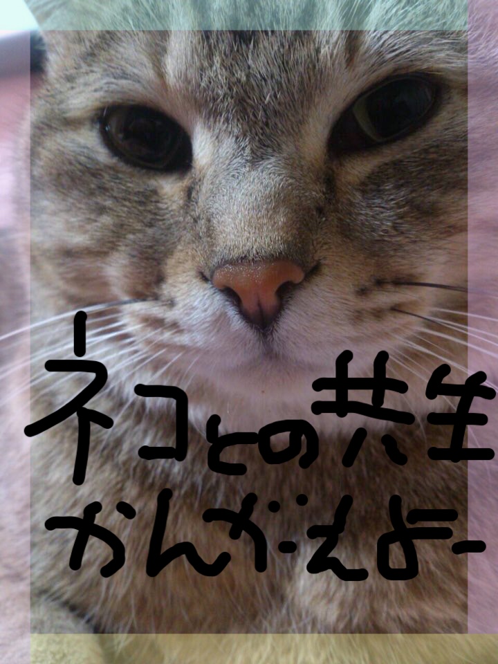 ネコとの共生をかんがえよう 臼杵