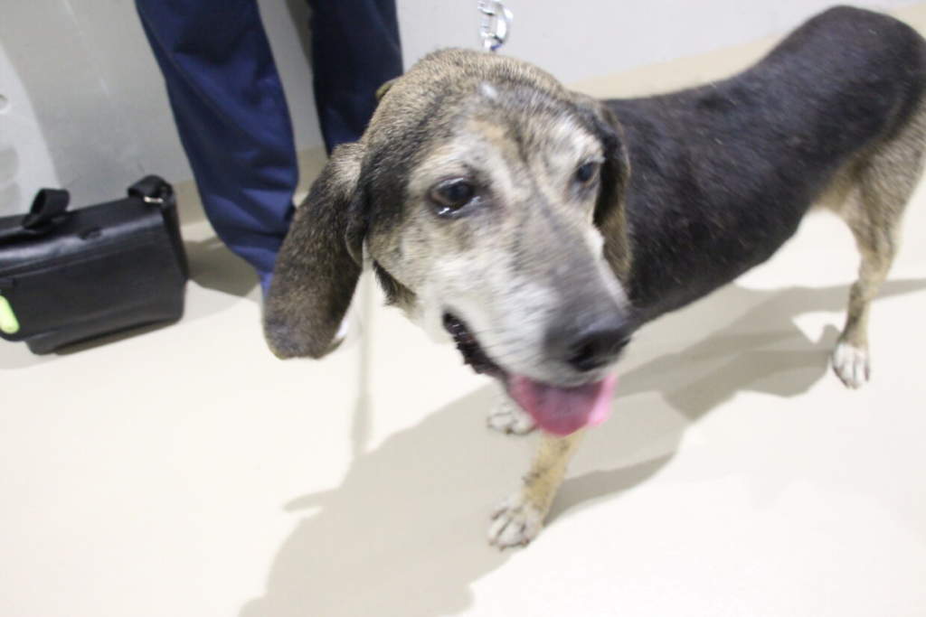 迷い犬に新たな飼い主さんを　大分動物愛護センター