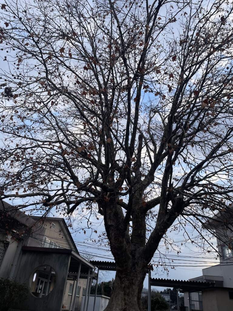 小学校読み聞かせ　ホシムクドリがうたう歌