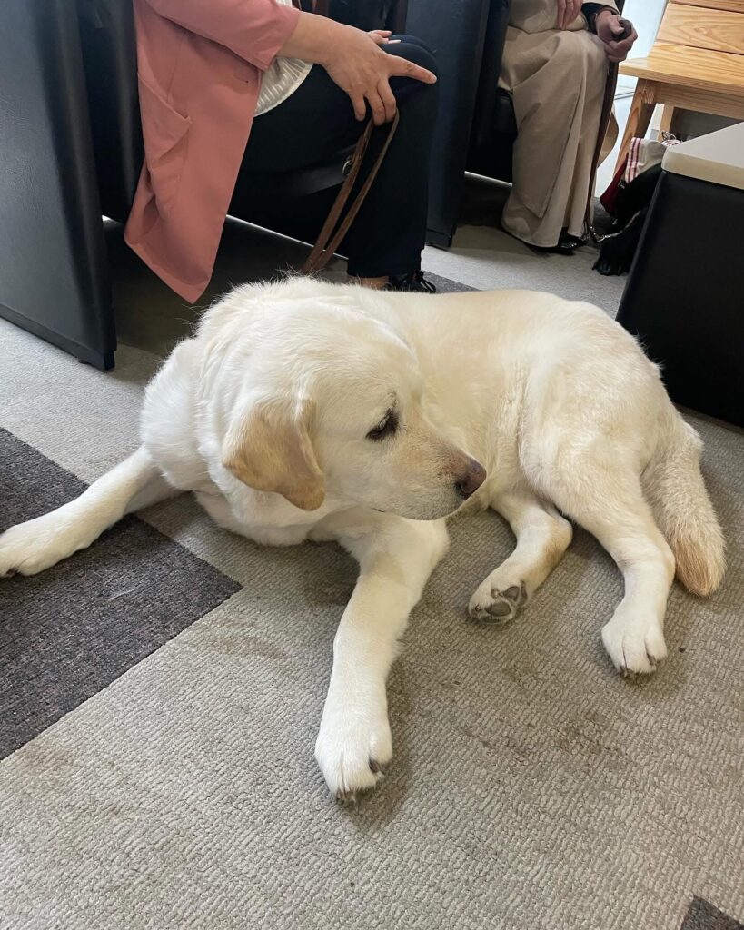 盲導犬チャリティ舞舞舞　臼杵