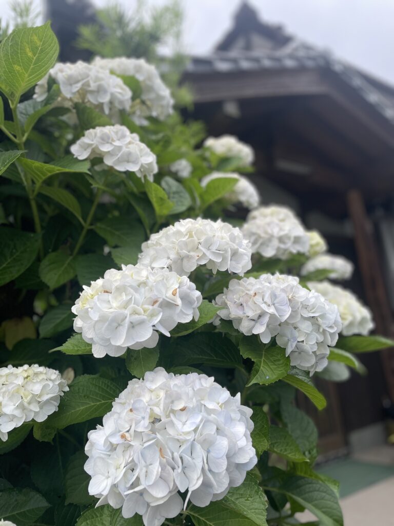 ひきだくみこ市議会だより6月号